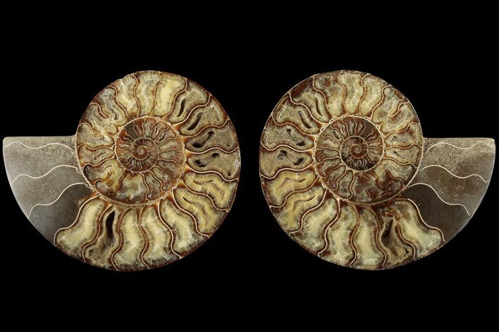 Agatized, Cut & Polished Ammonite Fossil - Madagasar #184261